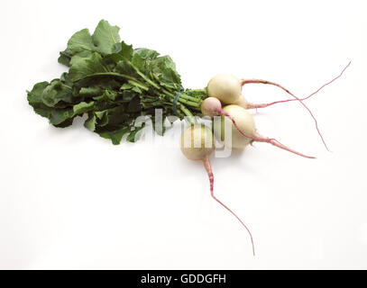 Rüben, Brassica Rapa, Gemüse vor weißem Hintergrund Stockfoto