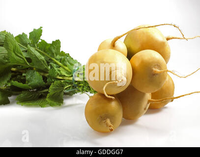 Golden Ball Rüben, Brassica Rapa, Gemüse vor weißem Hintergrund Stockfoto