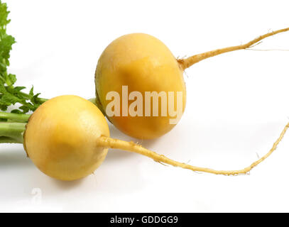 Golden Ball Rüben, Brassica Rapa, Gemüse vor weißem Hintergrund Stockfoto