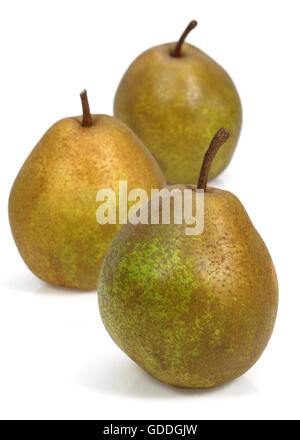 BEURRE HARDY Birne Pyrus Communis vor weißem Hintergrund Stockfoto