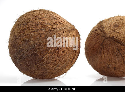 Kokosnuss, Cocos Nucifera, Früchte vor weißem Hintergrund Stockfoto