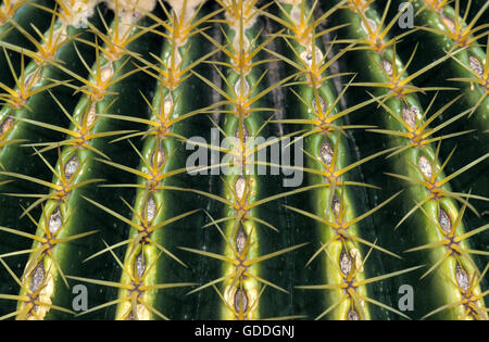 Mutter in Laws Sitz Kaktus, Echinocactus Grusonii, Mexiko Stockfoto