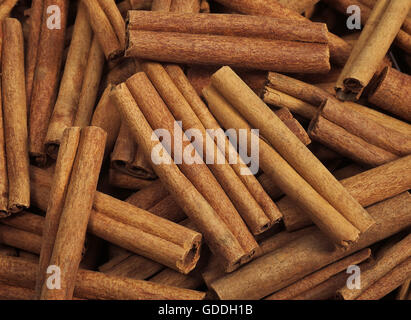 Zimtrinde, Cinnamomum zeylanicum Stockfoto