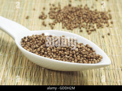KORIANDERSAMEN Coriandrum Sativum IN A SPOON Stockfoto