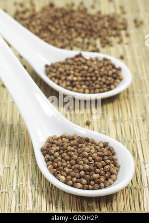 KORIANDERSAMEN Coriandrum Sativum IN A SPOON Stockfoto