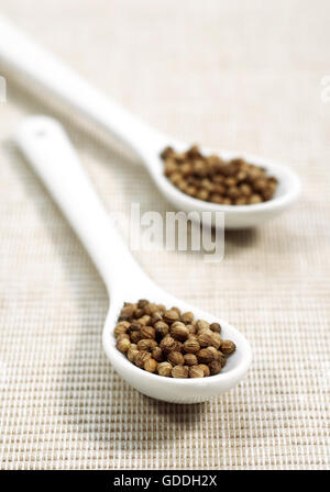 KORIANDERSAMEN Coriandrum Sativum IN A SPOON Stockfoto