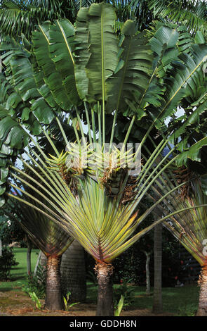 Des Reisenden Palme Ravenala Madagascariensis, HAWAII Stockfoto