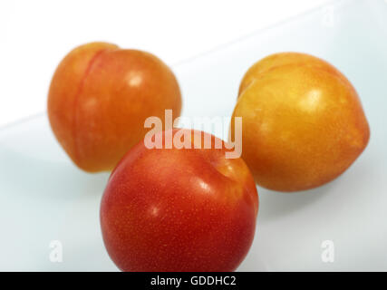 Gelbe Pflaumen, Prunus Domestica, Früchte vor weißem Hintergrund Stockfoto