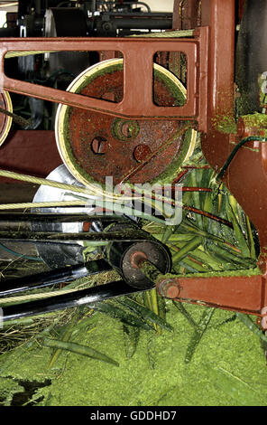 Seil-Fabrik, Sisal Pflanze Agave Sisalana, Fort Dauphin auf Madagaskar Stockfoto