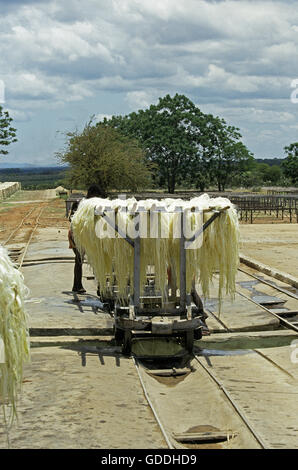 Seil-Fabrik, Sisal Pflanze, Agave Sisalana, Fasern, Trocknung, Fort Dauphin auf Madagaskar Stockfoto