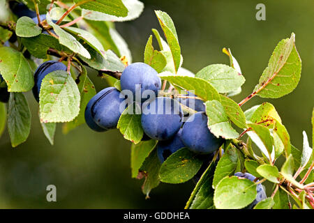 Quetsche Pflaume, Prunus Domestica, Zweig mit Früchten, Normandie Stockfoto