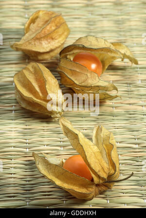Chinesische Laterne Obst, Physalis alkekenge Stockfoto