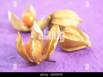 Chinesische Laterne Obst, Physalis alkekenge Stockfoto