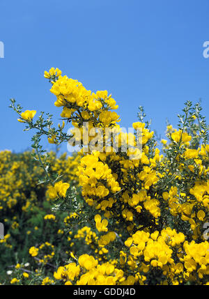 Ginster Cytisus Scoparius, Korsika IN Frankreich Stockfoto