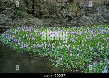 RIVER abgedeckt durch WASSERHYAZINTHEN Eichhornia Crassipes, neu-KALEDONIEN Stockfoto