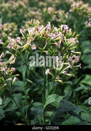 Tabakpflanze Nicotiana tabacum Stockfoto