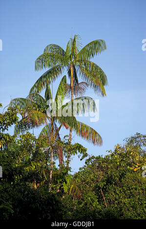 Moriche Plam, Mauritia Flexuosa, Bäume produzieren Herz der Palme, Irinoco Delta in Venezuela Stockfoto