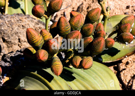 WELWITSCHIA Welwitschia Mirabilis, NAMIBWÜSTE IN NAMIBIA Stockfoto