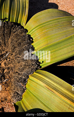 Welwitschia, Welwitschia Mirabilis, lebendes Fossil Pflanze, Namib Wüste in Namibia Stockfoto