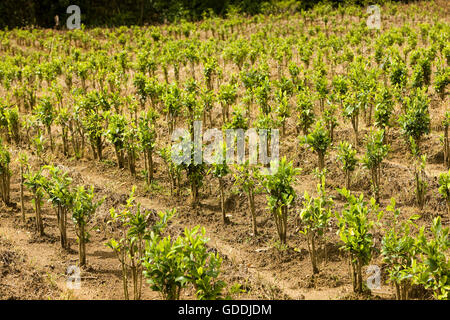 Coca, Erythroxylum Coca-Blätter für Kokain-Produktion, Peru Stockfoto