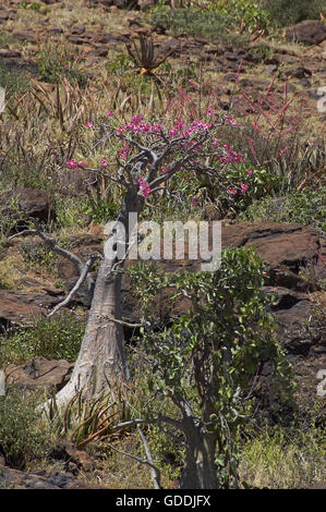 Desert Rose, Adenium Obesum, Lake Bogoria in Kenia Stockfoto