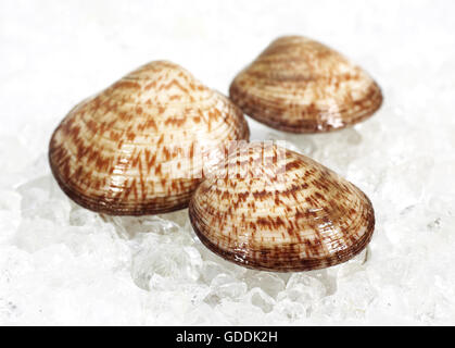 Hund COCKLE SHELL Glycymeris Glycymeris ON ICE Stockfoto