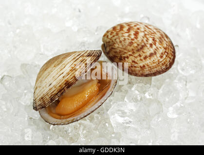 Hund COCKLE SHELL Glycymeris Glycymeris ON ICE Stockfoto