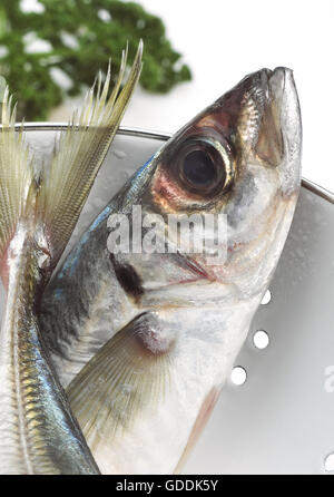 FRISCHE STÖCKER IN EINEM SIEB Stockfoto