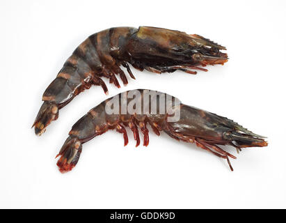 FRISCHE MEDITERRANE PRAWS ODER GAMBAS AUF WEIßEN HINTERGRUND Stockfoto