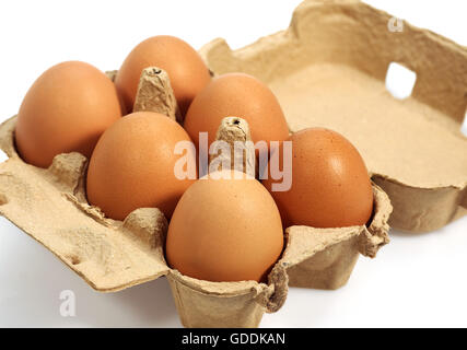 BRUTEIER IN EGGBOX VOR WEIßEM HINTERGRUND Stockfoto