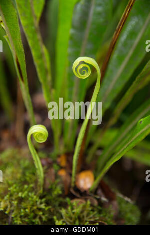 Kauai, Pflanzen, Brunnen Pali Kona Wald, Naturschutzgebiet, USA, Hawaii, Amerika, Natur, Stockfoto