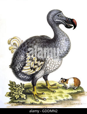 DODO-Vogel Raphus Cucullatus, ausgestorbene Vogel Stockfoto