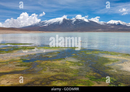 Laguna Blanca, Bolivien, Altiplano, Stockfoto