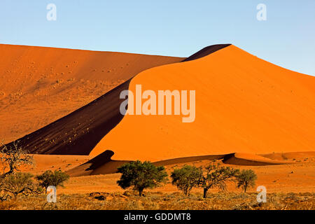 Wüste Namib, Namib-Naukluft-Park, Sossusvlei Dünen, Namibia Stockfoto