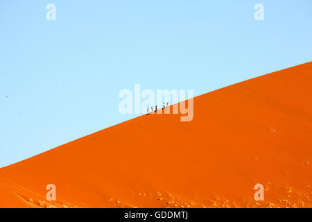 Sanddünen im Namib-Naukluft-Park, Menschen zu Fuß auf Sossusvlei Dünen in der Wüste Namib, Namibia Stockfoto