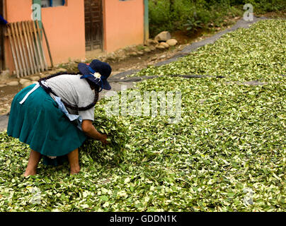 Erythroxylum Coca, Coca, trocknen Blätter in Pilcopata Dorf, Anden, Peru, Kokain-Produktion Stockfoto