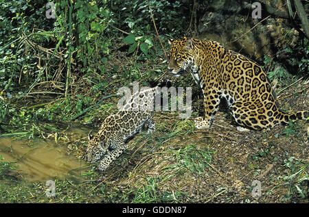 Jaguar, Panthera Onca, Mutter und Jungtier Stockfoto