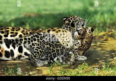 Jaguar, Panthera Onca, Mutter und Cub spielen Stockfoto