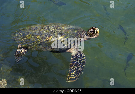 Green Sea Turtle, Chelonia Mydas, Erwachsener, Malaysia Stockfoto
