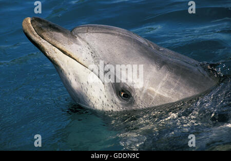 Gefleckte Delphin, Stenella Frontalis, Kopf der Erwachsenen an Oberfläche, Bahamas Stockfoto