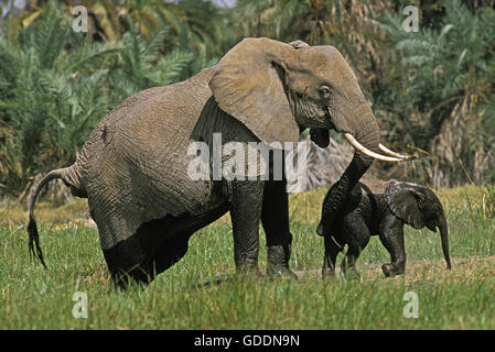 Afrikanischer Elefant, Loxodonta Africana, Mutter und Kalb aus Sumpf, Masai Mara-Park in Kenia Stockfoto