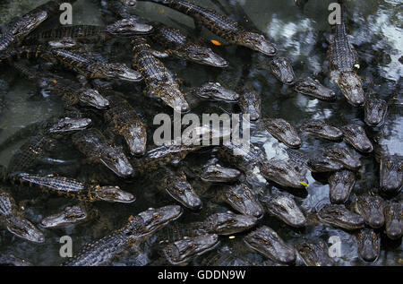 Amerikanisches Krokodil, Alligator Mississipiensis, Leiter der Youngs an Oberfläche Stockfoto