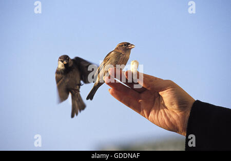 Haussperling, Passer Domesticus, Hand of Woman Nahrung geben Stockfoto