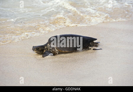 Green Sea Turtle, Chelonia Mydas, Erwachsene am Strand, Malaysia Stockfoto