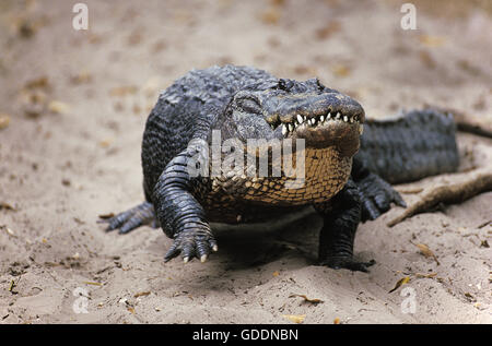 Amerikanisches Krokodil, Alligator mississipiensis Stockfoto