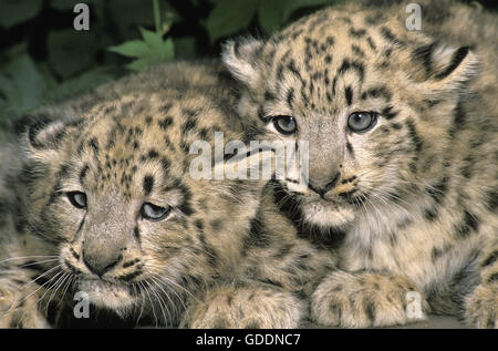 Schneeleopard oder Irbis, Uncia Uncia, Cub Stockfoto