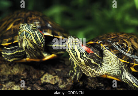 Rot-Schmuckschildkröte Schildkröte ist Scripta elegans Stockfoto