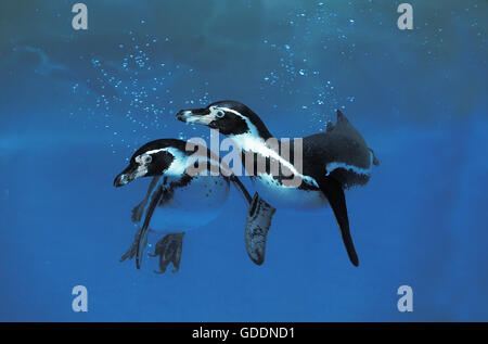 Humboldt-Pinguin, Spheniscus humboldti Stockfoto