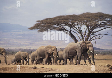 Afrikanischer Elefant, Loxodonta Africana, Herde zu Fuß Throught Masai Mara Park in Kenia Stockfoto