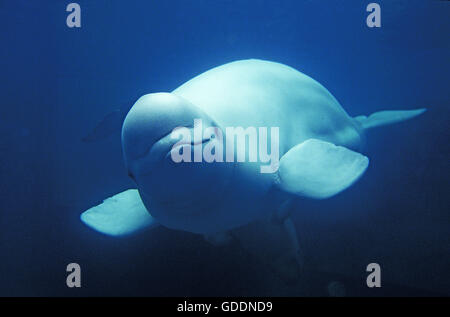 Beluga-Wal oder weißen Wal, Delphinapterus leucas Stockfoto